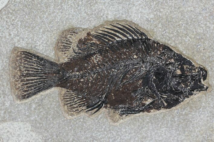 Cockerellites (Priscacara) Fossil Fish - Wyoming #79360